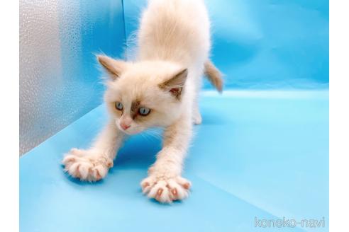 成約済の東京都のラグドール-42590の9枚目