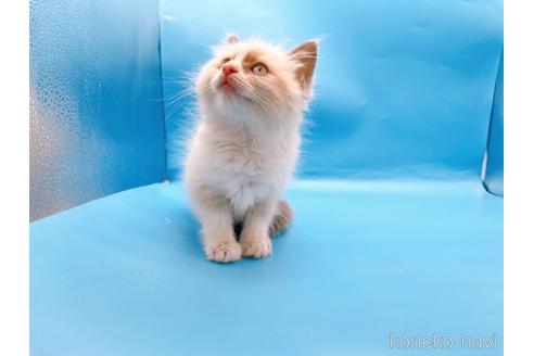 成約済の東京都のラグドール-42590の10枚目