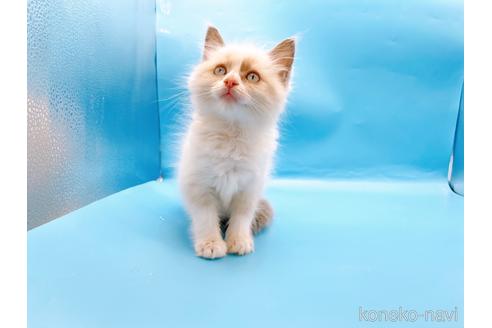 成約済の東京都のラグドール-42590の11枚目