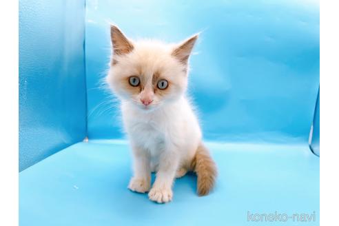 成約済の東京都のラグドール-42590の12枚目