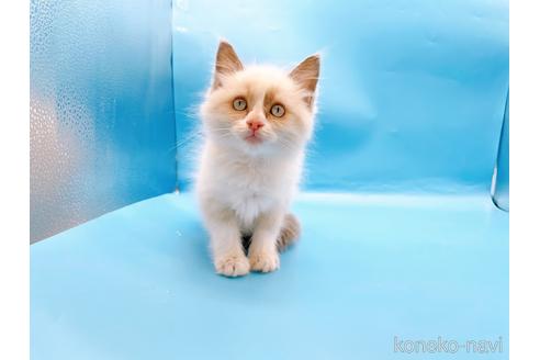 成約済の東京都のラグドール-42590の13枚目