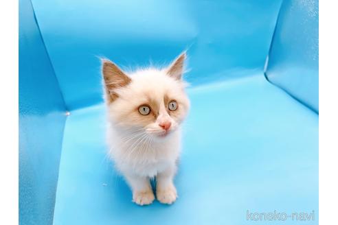 成約済の東京都のラグドール-42590の8枚目