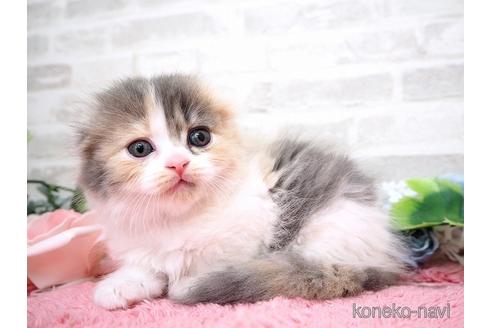 成約済の埼玉県のスコティッシュフォールド(折れ耳)-42585の5枚目