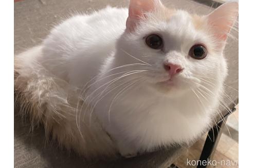成約済の茨城県のマンチカン-32614の1枚目