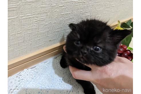 成約済の広島県のミックス-42039の30枚目