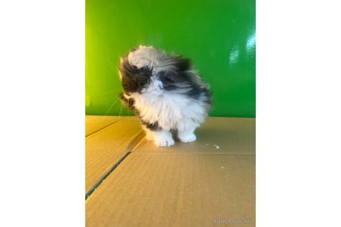 成約済の千葉県のスコティッシュフォールド-42737の5枚目