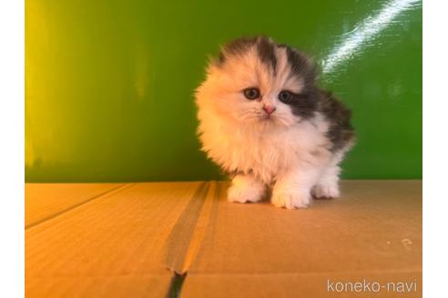 成約済の千葉県のスコティッシュフォールド-42737の6枚目