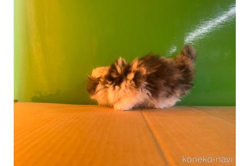 成約済の千葉県のスコティッシュフォールド-42737の7枚目