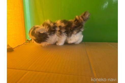 成約済の千葉県のスコティッシュフォールド-42737の8枚目