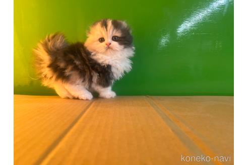 成約済の千葉県のスコティッシュフォールド-42737の11枚目