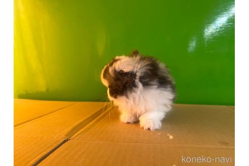 成約済の千葉県のスコティッシュフォールド-42737の10枚目