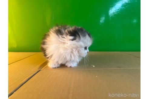 成約済の千葉県のスコティッシュフォールド-42737の3枚目