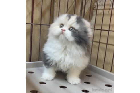 成約済の千葉県のスコティッシュフォールド-42737の2枚目