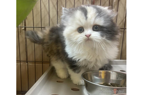 成約済の千葉県のスコティッシュフォールド-42737の4枚目