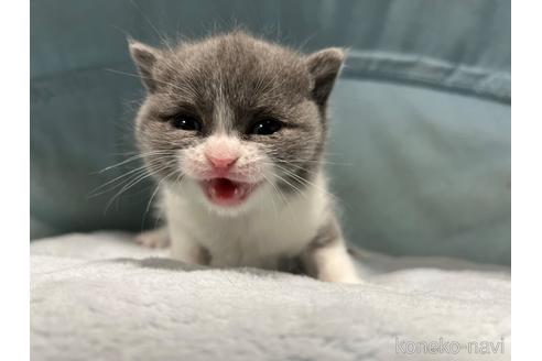 成約済の神奈川県のブリティッシュショートヘア-42750の7枚目