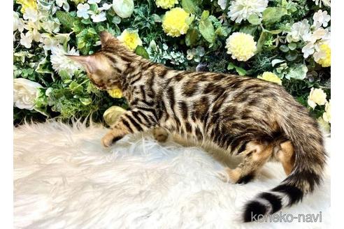 成約済の愛媛県のベンガル-42999の23枚目