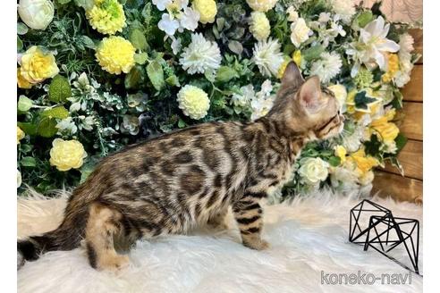 成約済の愛媛県のベンガル-42999の20枚目