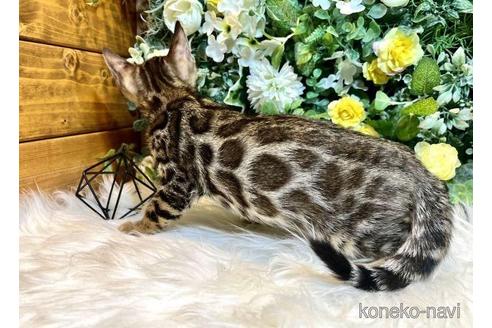成約済の愛媛県のベンガル-43000の15枚目
