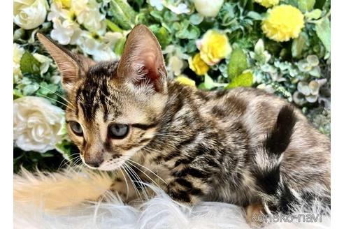 成約済の愛媛県のベンガル-43000の13枚目