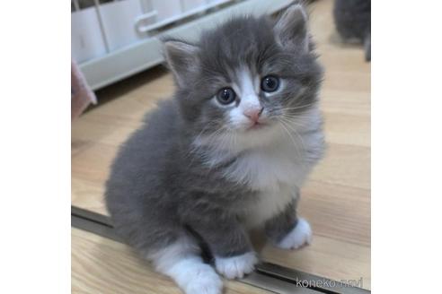 成約済の茨城県のノルウェージャンフォレストキャット-43019の3枚目