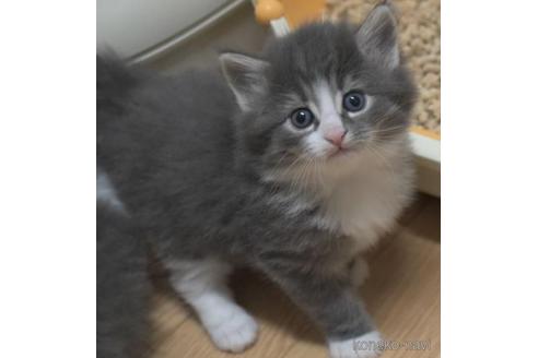成約済の茨城県のノルウェージャンフォレストキャット-43019の2枚目