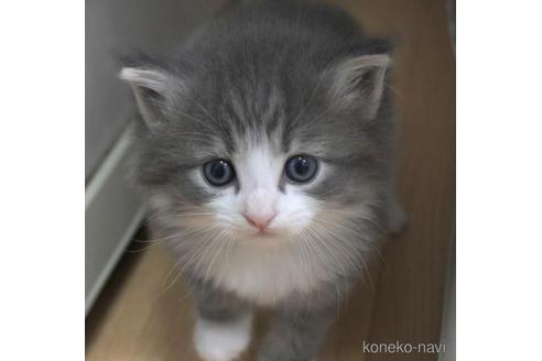 成約済の茨城県のノルウェージャンフォレストキャット-43020の3枚目