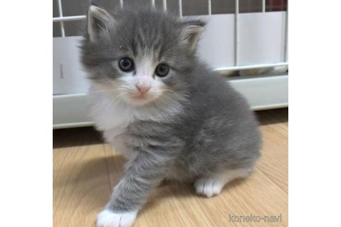 成約済の茨城県のノルウェージャンフォレストキャット-43020