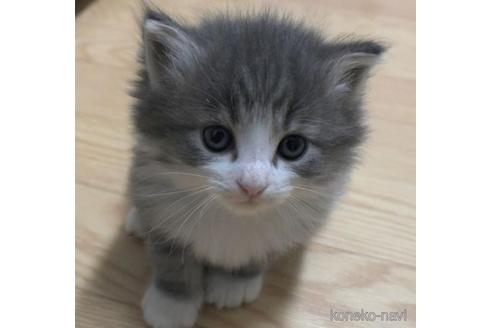 成約済の茨城県のノルウェージャンフォレストキャット-43020の2枚目