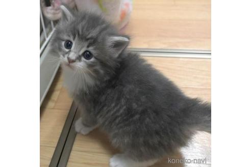 成約済の茨城県のノルウェージャンフォレストキャット-43021の3枚目