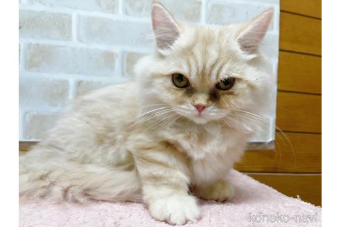 成約済の東京都のサイベリアン-42423の6枚目