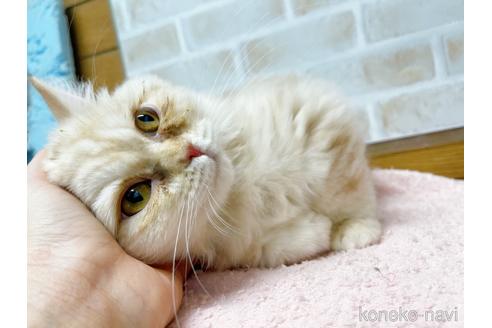 成約済の東京都のサイベリアン-42423の2枚目