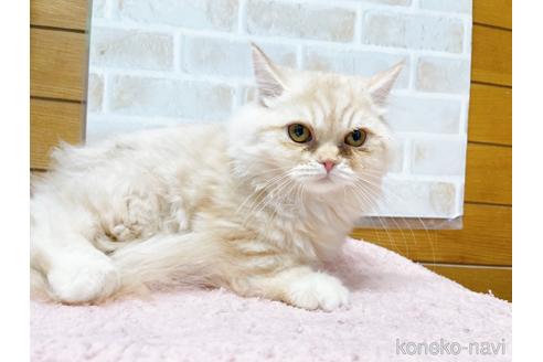 成約済の東京都のサイベリアン-42423の3枚目