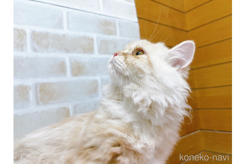 成約済の東京都のサイベリアン-42423の4枚目