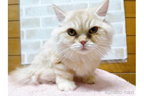 成約済の東京都のサイベリアン-42423