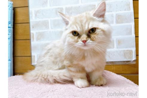 成約済の東京都のサイベリアン-42423の5枚目