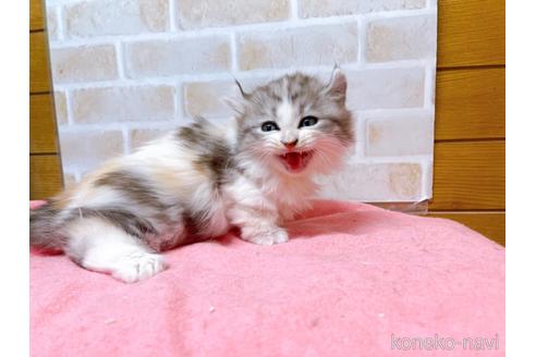 成約済の東京都のキンカロー-42420の3枚目