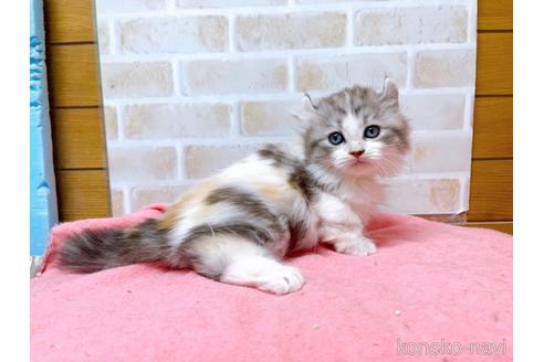 成約済の東京都のキンカロー-42420の4枚目