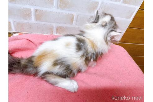 成約済の東京都のキンカロー-42420の5枚目