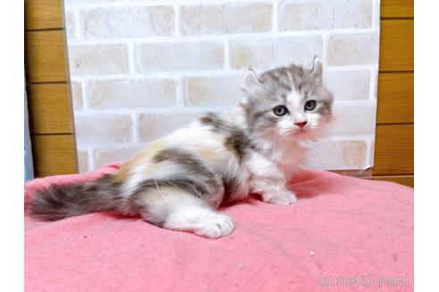 成約済の東京都のキンカロー-42420の2枚目