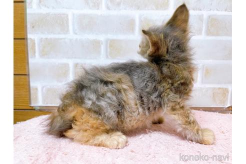 成約済の東京都のスクーカム-41882の2枚目