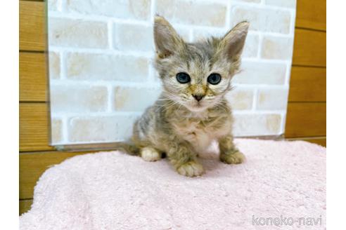 成約済の東京都のスクーカム-41882の3枚目