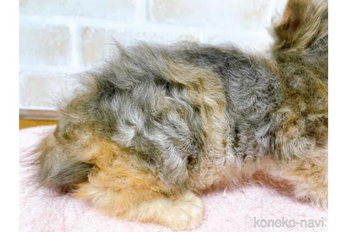 成約済の東京都のスクーカム-41882の6枚目