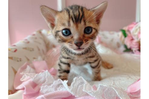 成約済の広島県のベンガル-43155の2枚目