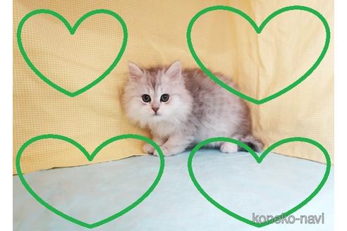 成約済の東京都のミヌエット-42358の1枚目