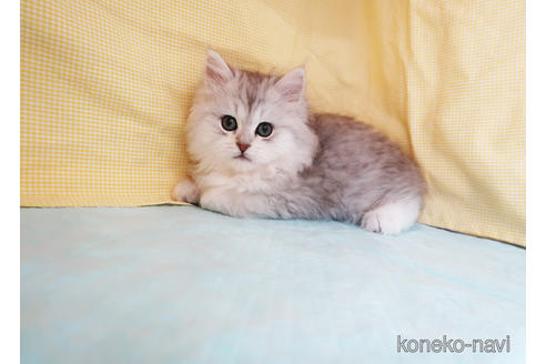 成約済の東京都のミヌエット-42358の2枚目