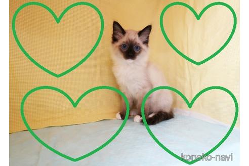 成約済の東京都のラグドール-41387の1枚目