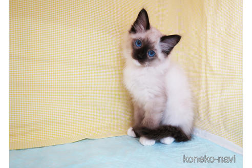 成約済の東京都のラグドール-41387の2枚目