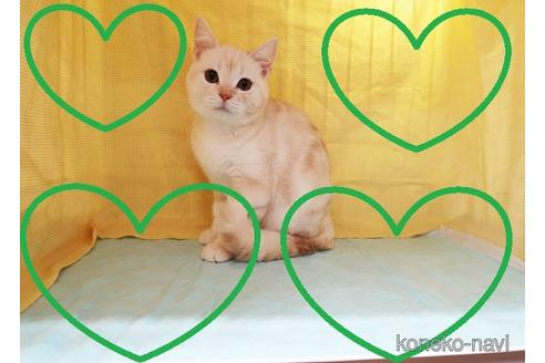 成約済の東京都のアメリカンショートヘア-34859