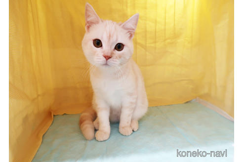 成約済の東京都のアメリカンショートヘア-34859の2枚目