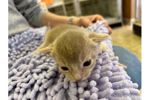 成約済の愛知県のアビシニアン-43203の12枚目